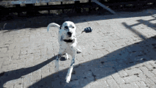 Dog Dalmatian GIF - Dog Dalmatian Happy GIFs