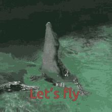 Flying Animals Lets Fly GIF - Flying Animals Lets Fly Crocodile GIFs