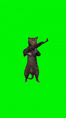 Cat Cat Meme GIF - Cat Cat Meme Angry Cat GIFs