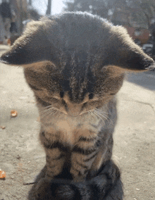a close up of a cat covering its eyes with its ears