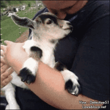 Awww Animals GIF - Awww Animals Goat GIFs
