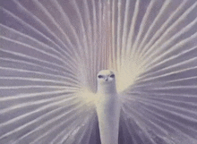 a close up of a white peacock with its feathers spread