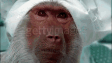Suicidal Monkey Sad Monkey GIF - Suicidal Monkey Sad Monkey Monkey Cry GIFs