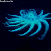 an octopus is glowing in the dark and the photo was taken by sanda media