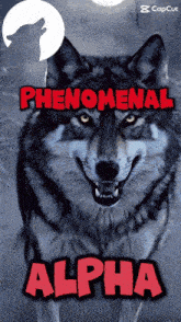 a poster of a wolf with the words phenomenal alpha