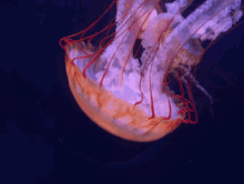 Jelly Fish GIF - Jelly Fish Mystic GIFs
