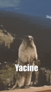 Yacine Call GIF - Yacine Call GIFs