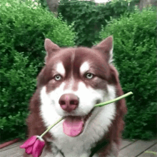 Charming Husky GIF - Charming Husky Dog GIFs