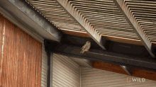 Flying Alaska Animal Rescue GIF - Flying Alaska Animal Rescue Taiger The Great Horned Owl GIFs