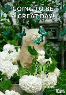 Going To Be A Great Day Kitty GIF - Going To Be A Great Day Kitty Butterflies GIFs