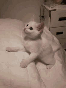Cat Look Up GIF - Cat Look Up Cute GIFs
