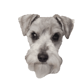 Lucy Dog Sticker - Lucy Dog Perro - Discover & Share GIFs