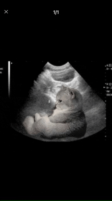 a black and white ultrasound of a cat with the number 1/1 on the bottom right