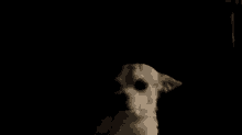 a close up of a dog with a black background