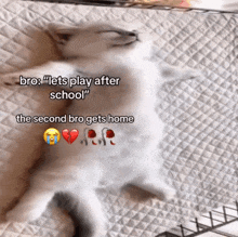 a cat is laying on a bed with a caption that says " bro lets play after school "