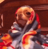 a chihuahua is wrapped in a blanket and looking at the camera .