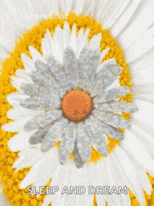 sunflower spinning hypnotic flower twirl