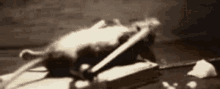 a dead mouse is laying on top of a table in a mousetrap .