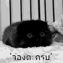 แมวดำ จ้องตะครุบ GIF - Black Cat Stare Staring GIFs