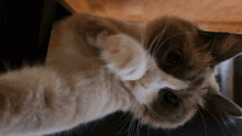 Cat Meme Slap GIF - Cat Meme Slap Slap Cat GIFs