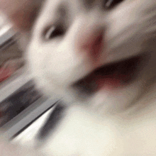 Geminishocked Geminimeme GIF - Geminishocked Geminimeme Cats GIFs