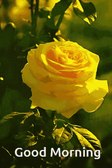 Good Morning Yellow Rose Yellow Rose With Good Morning Quote GIF - Good  Morning Yellow Rose Yellow Rose With Good Morning Quote Yellow Rose Gif -  Discover & Share GIFs