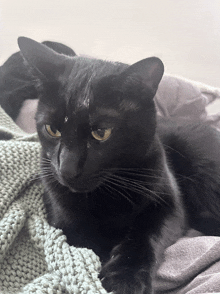 a black cat is laying on a blanket on a bed