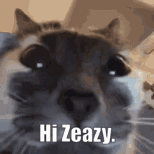 a close up of a cat 's face with the words `` hi zeazy '' written above it .