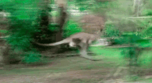 Kangroo GIF - Kangaroo Fail Fall GIFs