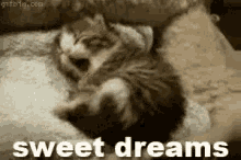 Sweet Dreams Cat GIF - Sweet Dreams Cat GIFs