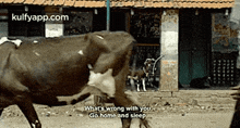 a cow is standing in front of a building with the words what 's wrong with you go home and sleep