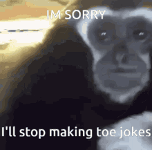 sorry toe monke toe jokes