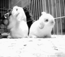 Bunny Rabbit GIF - Bunny Rabbit Pass GIFs