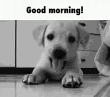 Good Morning Hey There GIF - Good Morning Hey There Cute Dog GIFs