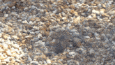 a pile of rocks with a mouse in the middle of the pile