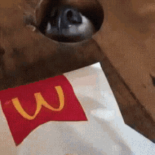 Smelly Snout GIF - Smelly Snout Dog Sniffing GIFs