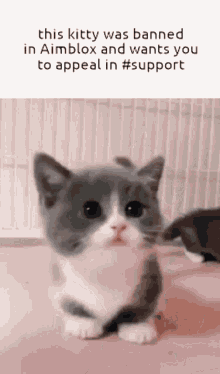 Aimblox Cat GIF - Aimblox Cat GIFs
