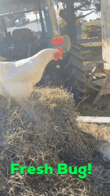 fresh fresh bug chicken farm hay