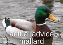 Actual Advice Mallard GIF - Actual Advice Mallard GIFs