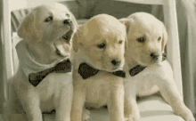 Puppies Cute GIF - Puppies Cute Yawn GIFs