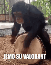 a chimpanzee is playing a drum with the words jem su valorant below it