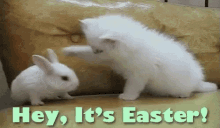 Funny Animals Cat GIF - Funny Animals Cat Bunny GIFs