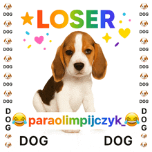 a picture of a beagle puppy with the words " loser " written above it