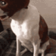 Daredevil Dog GIF - Daredevil Dog Daredevil Dog GIFs