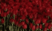 Roses Red Roses GIF - Roses Red Roses Birthday GIFs