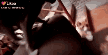 a likee video of a cat playing with a person 's foot