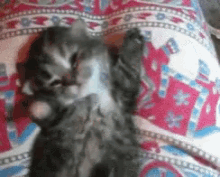Kitty Sleep GIF - Kitty Sleep Yawn GIFs