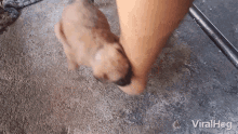 Swinging On A Foot Viralhog GIF - Swinging On A Foot Viralhog Relaxing GIFs