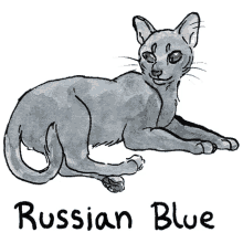 cats illustration