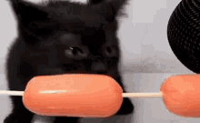 Cat Sausage GIF - Cat Sausage Eating GIFs